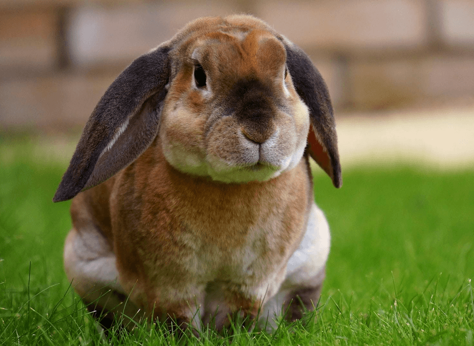 Kanin på gräsmatta